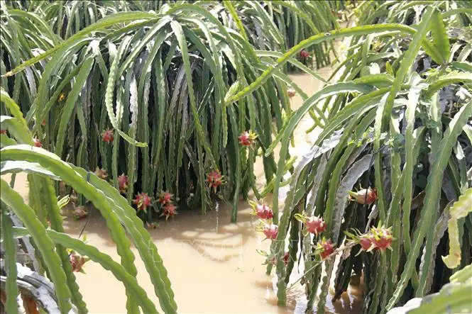 Đài PTTH Hà Nội